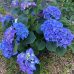 Гортензія широколистна Blue Ballade, 3 л