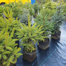Ялина Меєра (Picea meyeri), горщик 7 л, h 80-90 см