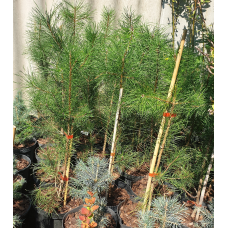 Сосна чорна Пірамідаліс / Pyramidalis (колоновидна), горщик 3л, h 50-60 см