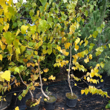 Береза ​​звичайна, h 160-170 см