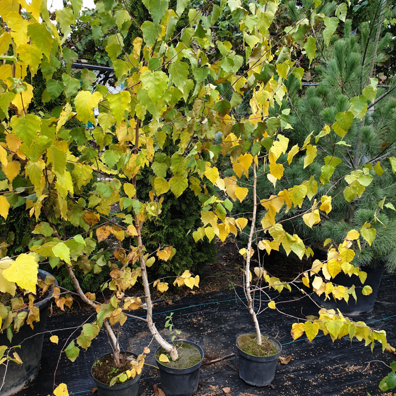 Береза ​​звичайна, h 160-170 см