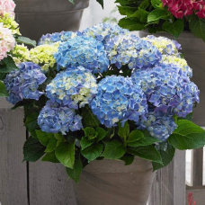 Гортензія широколистна Blue Ballade, 3 л