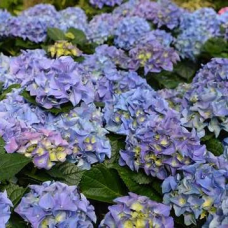 Гортензія великолиста Фаєт Блу (Fayette Blue), 3 л