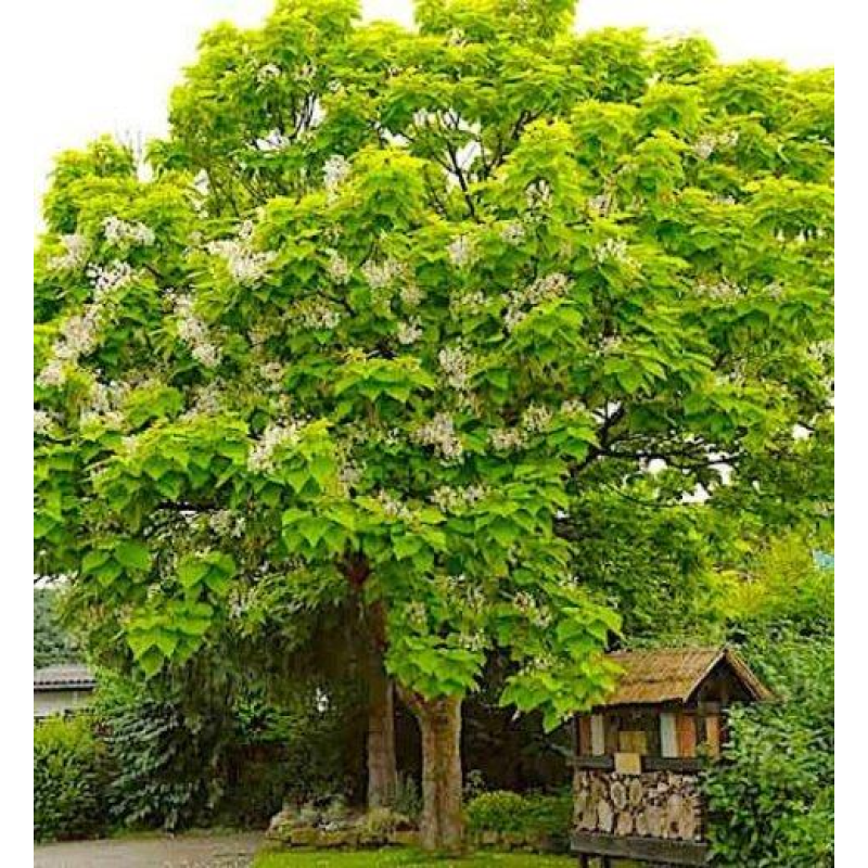 Катальпа бігнонієвидна, h=120-150 см