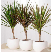 Драцена 2 шт - насіння SeedEra