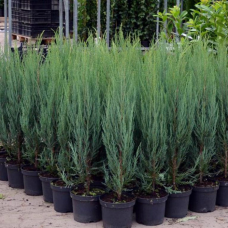 Ялівець Блю Ерроу / Juniperus Blue Arrow, h=110-140 см