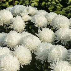 Айстра Низькоросла Класік Вайт, 0.25 г насіння