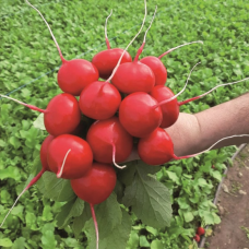 Редиска Рубін, 2 г - насіння SeedEra