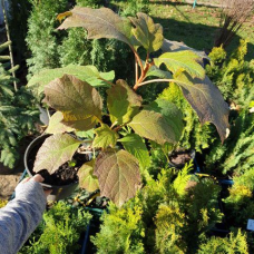 Гортензія дуболистна Аметист, Hydrangea arborescens Amethyst