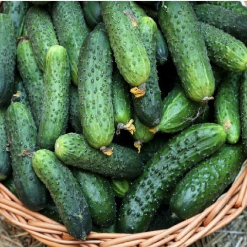 Огірок Засолочний, 10 шт - насіння Seedera, 11-12 см