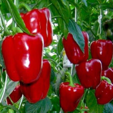 Солодкий Перець Червоний Квадрат (110-150 г) - насіння Seedera 0.2 г