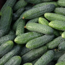 Огірок корнішон кущовий, 1 г - насіння Seedera, 5-10 см