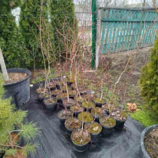 Береза ​​звичайна, h 100-150 см