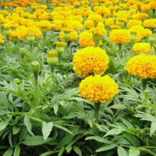 Чорнобривці Низькорослі Купід Лимон, 0,5г насіння