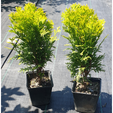 Туя західна Міріам, Thuja occidentalis Mirjam, 1л
