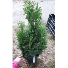 Туя західна Мікі, Thuja occidentalis Miky, (контейнер  3л)
