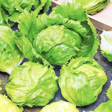 Салат Айсберг (качанний), 1 г - насіння Seedera