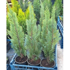 Кипарисовик Лавсона Вайт Спот, Chamaecyparis lawsoniana White Spot