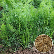 Укроп Салют (Кущовий), 3г - насіння SeedEra