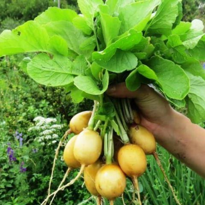 Редиска Геліос, 2 г - насіння SeedEra
