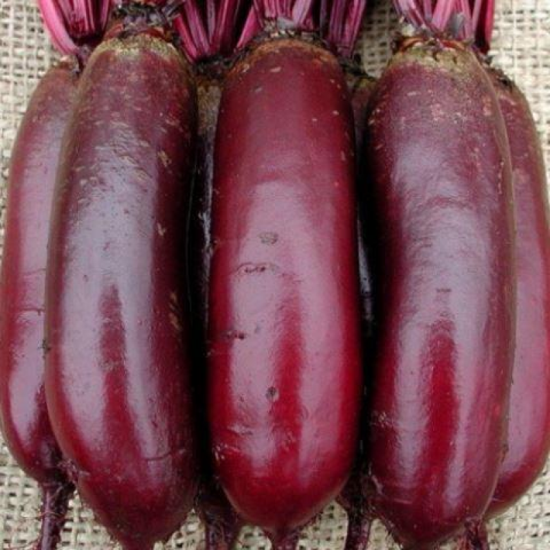 Буряк Столовий Циліндра, 3 г - насіння SeedEra