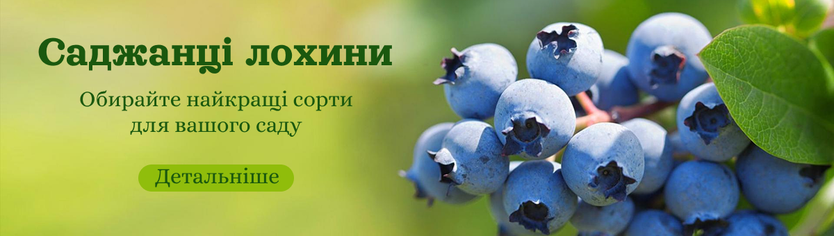 Лохина